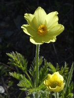 Pulsatilla alpina ssp. apiifera